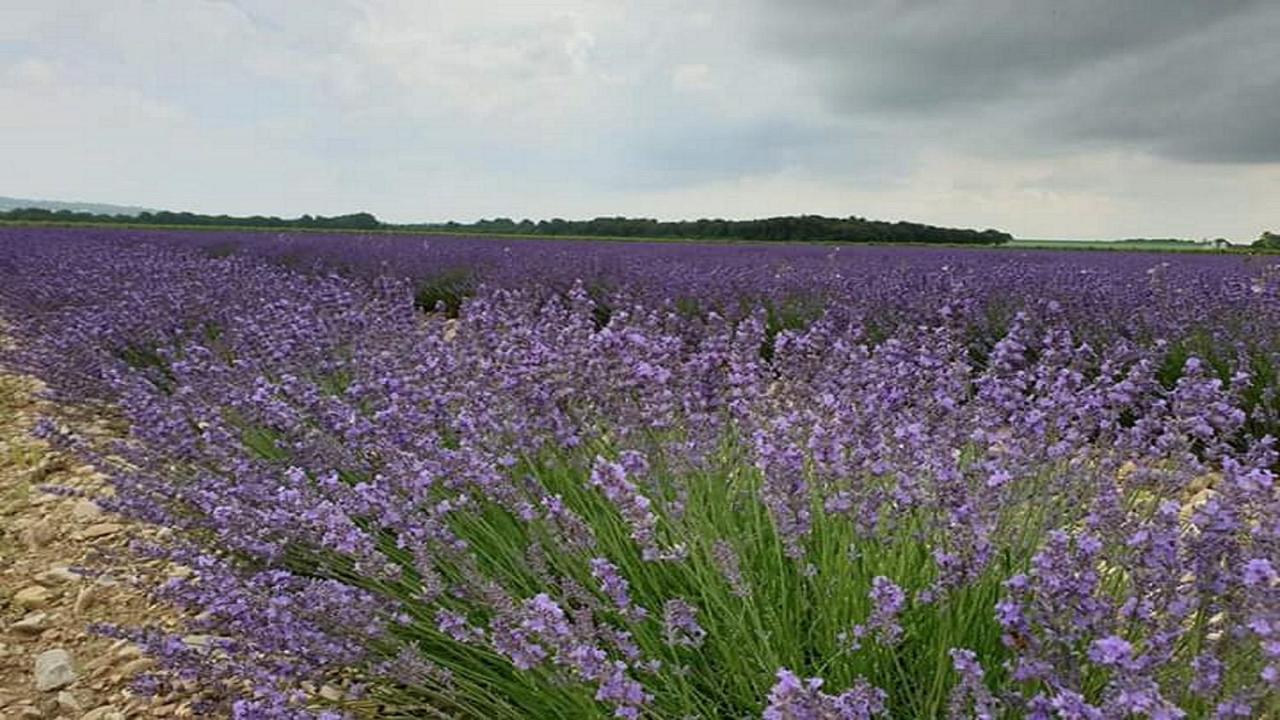 Gite La Joliette Et Le Chesnaie Grillon Exterior foto